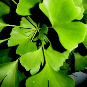 Folhas de Ginkgo Biloba