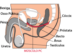 Músculo pubococcígeo 